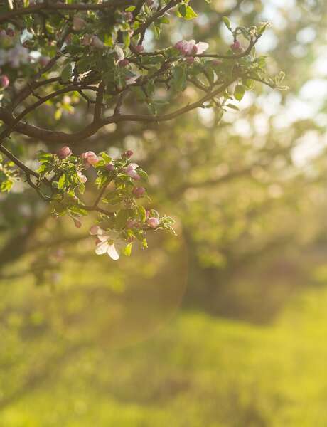 Journée de sylvothérapie - A la rencontre du Pommier