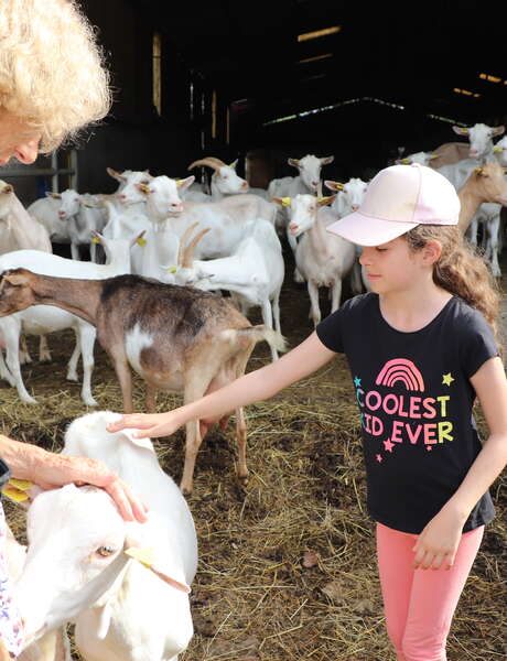 Visite-dégustation chez "Chèvres et saveurs"