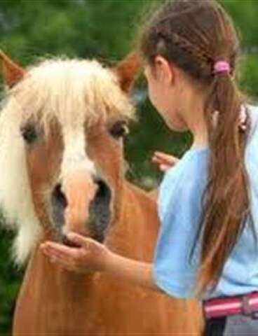 Matinée découverte du cheval et de l'équitation