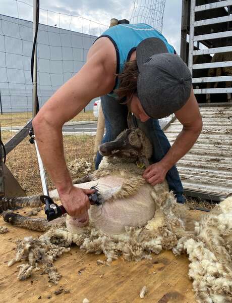 Mercredi Naturama Exceptionnel : Tonte des Moutons et Atelier laine