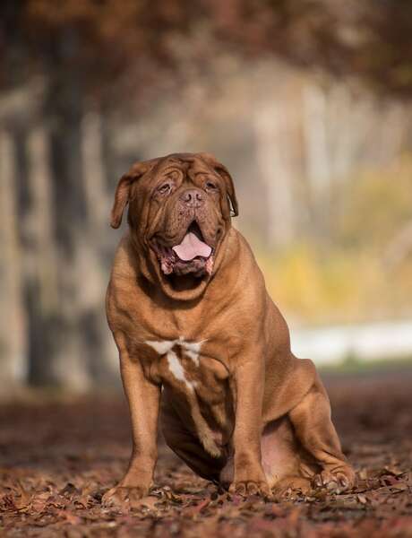 Nationale d'élevage : Bullmastiff et Mastiff
