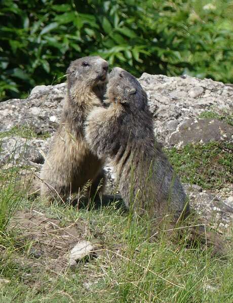 Découverte de l’animal fétiche du festival : La Marmotte – Association pour la protection, l’étude et la valorisation des marmottes