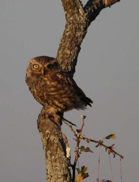 Owl Night at the Moëze-Oléron Nature Reserve