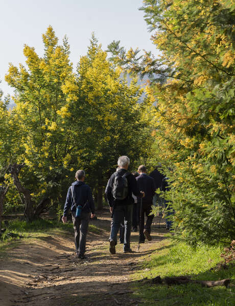 Balades Guidées: Tanneron, le mimosa et les plantes à parfum du Massif