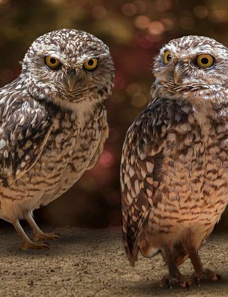 Sortie LPO - Chauve-Souris et oiseaux nocturnes