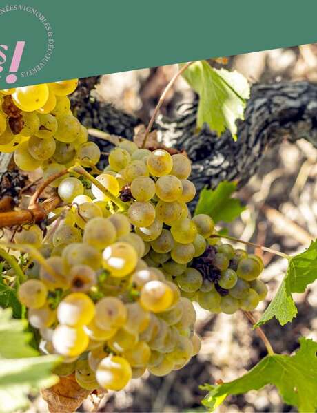 Rando Wine au Domaine Faury