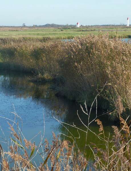 Visite guidée : Explorons à vélo le marais de Muron et ses paysages