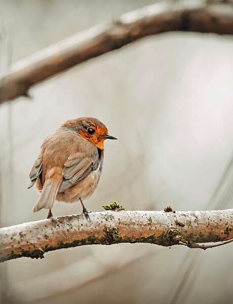Sortie observation des oiseaux -  LPO