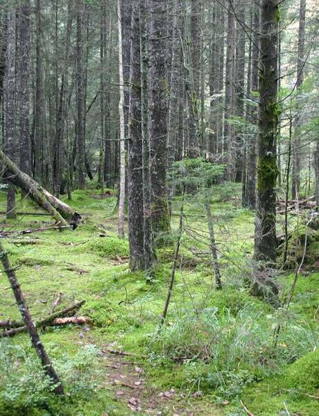 Arbres et forêts