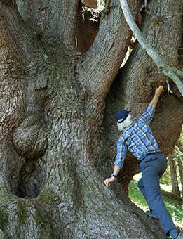 La puissance de l'arbre