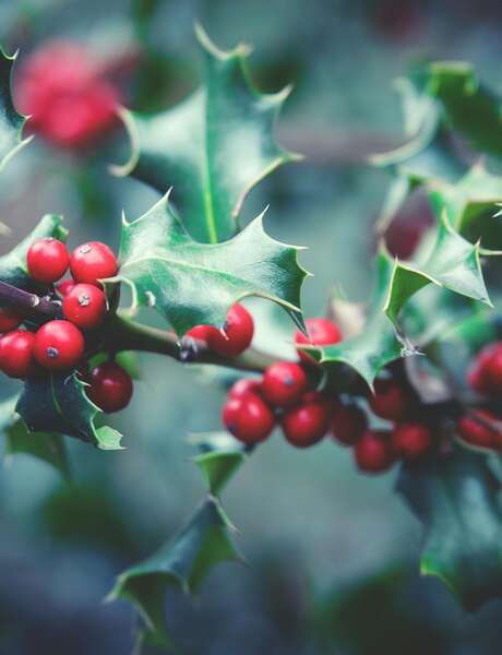 Sylvothérapie – Journée en forêt à la rencontre du Houx