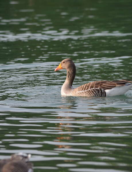 Dombes, terre d'oiseaux : Observons les oiseaux de l'étang Chapelier