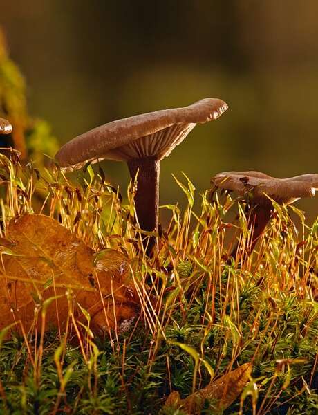 Musique et Murmures de la forêt