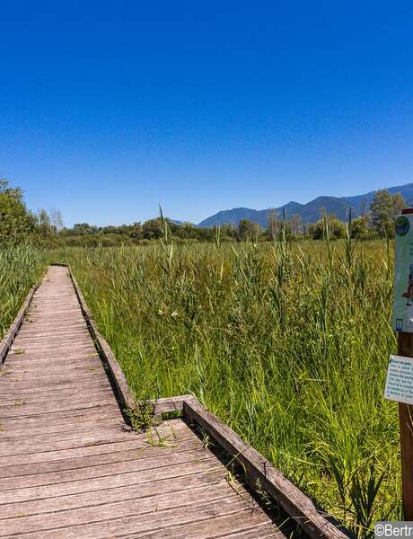 Arbres et herbes folles