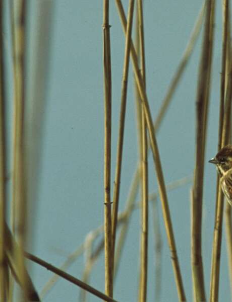 Les Oiseaux de Montfort