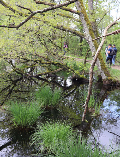 Expérience sensorielle au marais de Bizadan