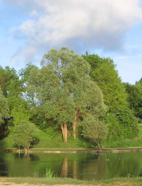 Naturwanderung: Entdeckung des Naturerbes rund um den Lac du bois fleuri