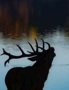 Brame du cerf soirée visite libre - Marais de Lavours