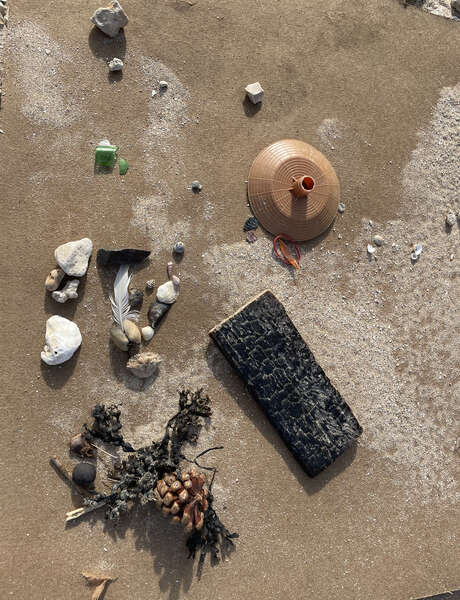 Instant Family: Sea Leash Biodiversity Survey Instant Family: Sea Leash Biodiversity Survey