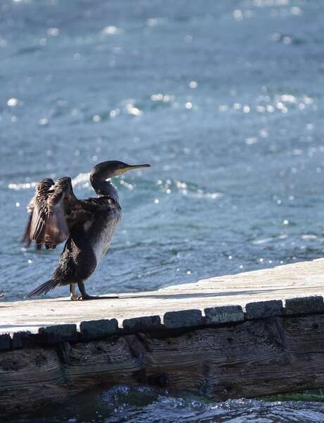 Balade découverte : Observation des oiseaux : Migration, le grand voyage