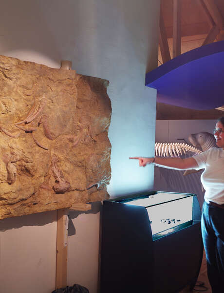 Exhibition Mermaids and Fossils