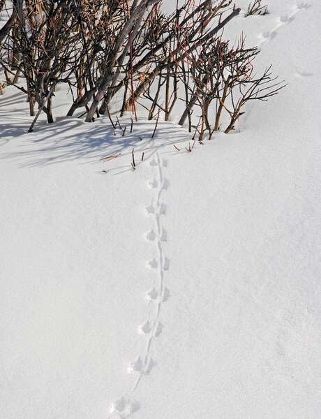 Balade sur les traces des animaux