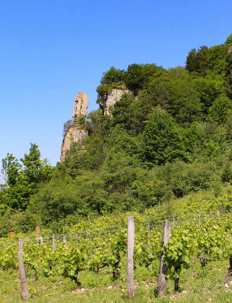 Les sens de la vigne - Vignoble Pellerin