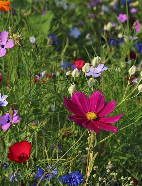 Formation : Agriculture Syntropique