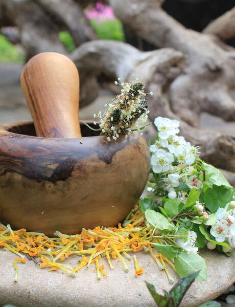 Cueillette et pesto de plantes, atelier pleine nature !