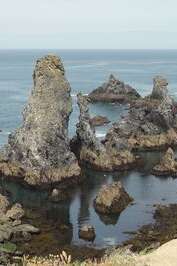 Sortie nature : ornithologie aux aiguilles de Port Coton