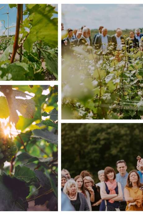 Visite guidée du Domaine du Chant d'Eole avec dégustation