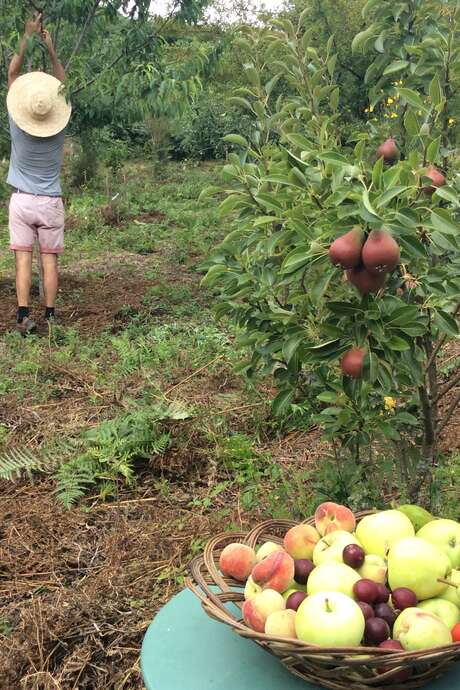 Visite du jardin fruitier de Kervin