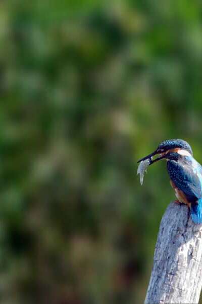 Balade nature et contée : oiseaux et légendes (confirmé) Balade nature et contée : oiseaux et légendes (confirmé)