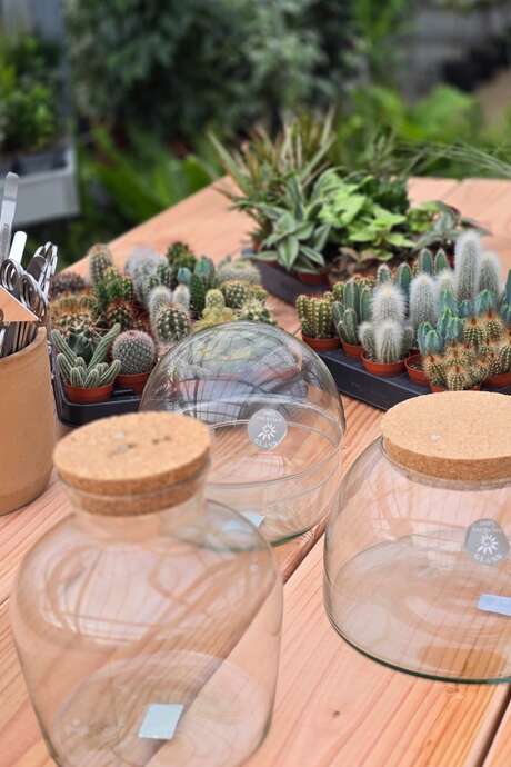 Atelier Terrarium pour Adultes