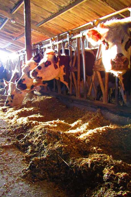 Visite de la ferme de Fonténégo