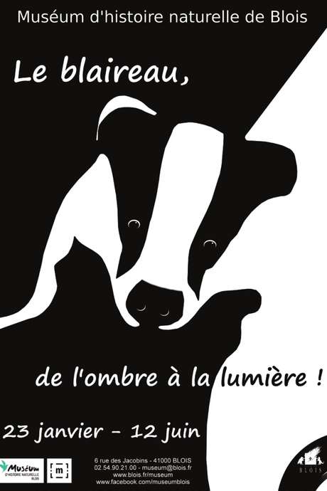 Exposition : « Le blaireau, de l’ombre à la lumière » Exposition : « Le blaireau, de l’ombre à la lumière »