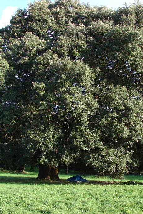 Fête de l'arbre