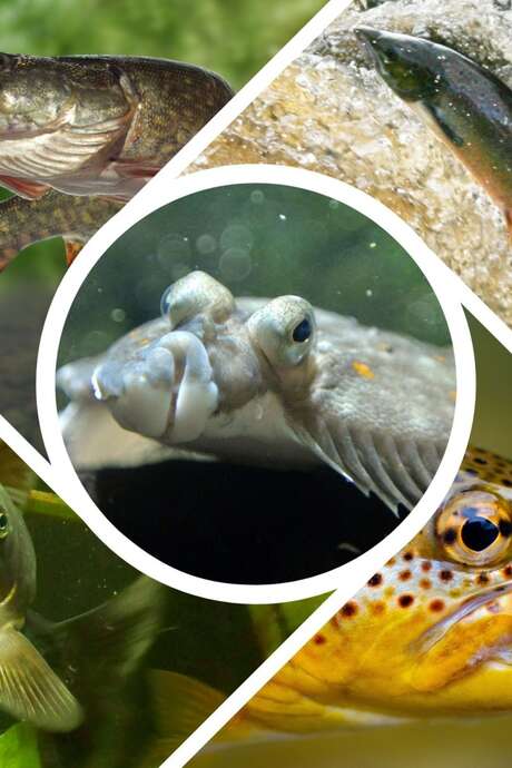 L'Aquarium des Curieux de nature - Journée des Loisirs