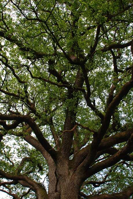 Exposition : les arbres remarquables en Morbihan Exposition : les arbres remarquables en Morbihan
