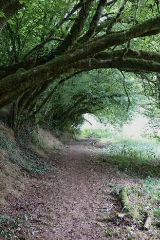 Exposition « le détail insolite dans l'arbre » JEP 2026