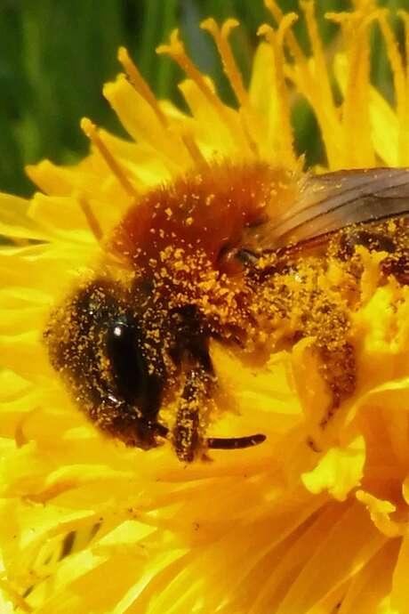 Rencontre sur le jardinage au naturel