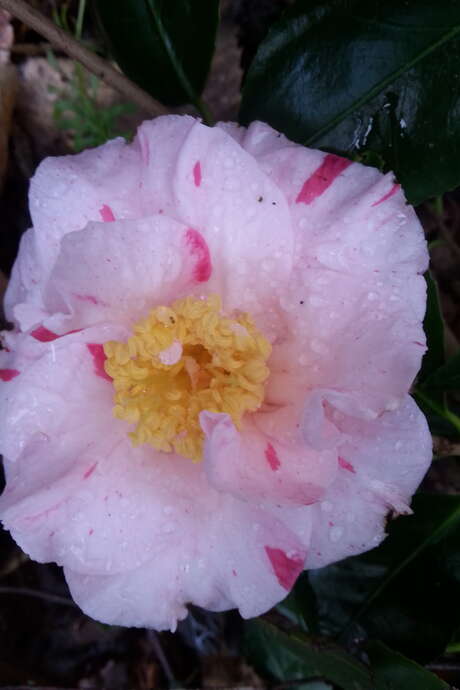 Journées des camelias, magnolias et érables du Japon aux jardins d'Ewen