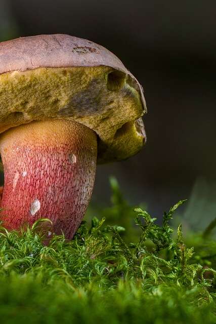Les petites échappées : le monde des champignons - COMPLET