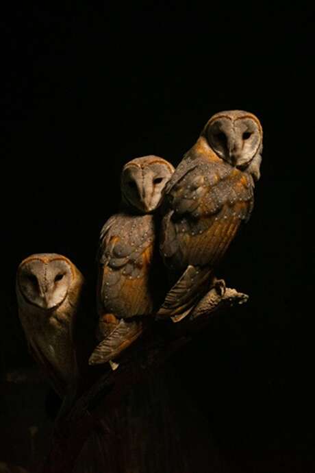 Les petites échappées : nuit de la chouette