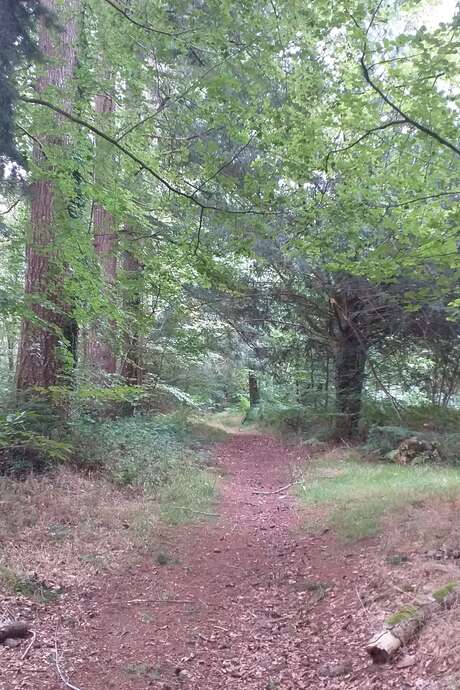 Sur les traces et indices des animaux du bocage