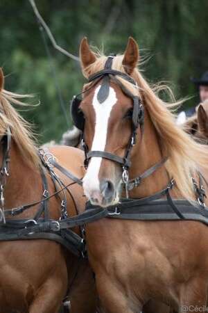 Fête du cheval