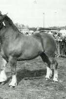 Foire de la Saint Leau - Fête du cheval de trait breton