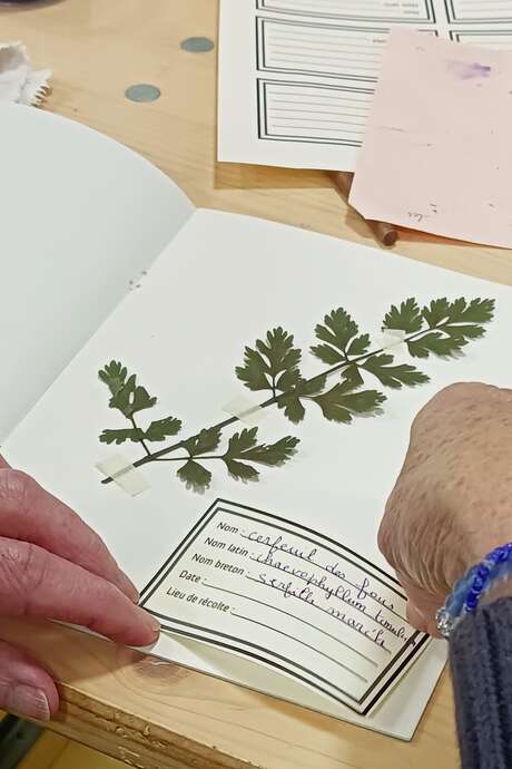 Atelier herbier