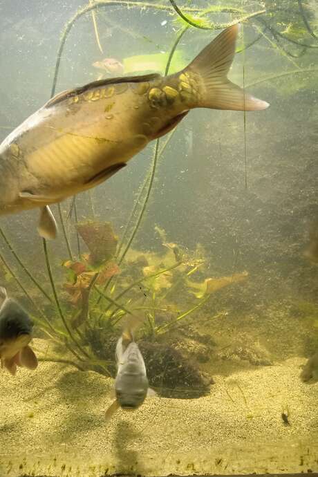 Aquarium des curieux de nature