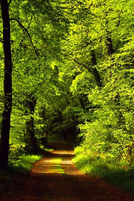 Balade contée nocturne en forêt de Coat-an-Noz